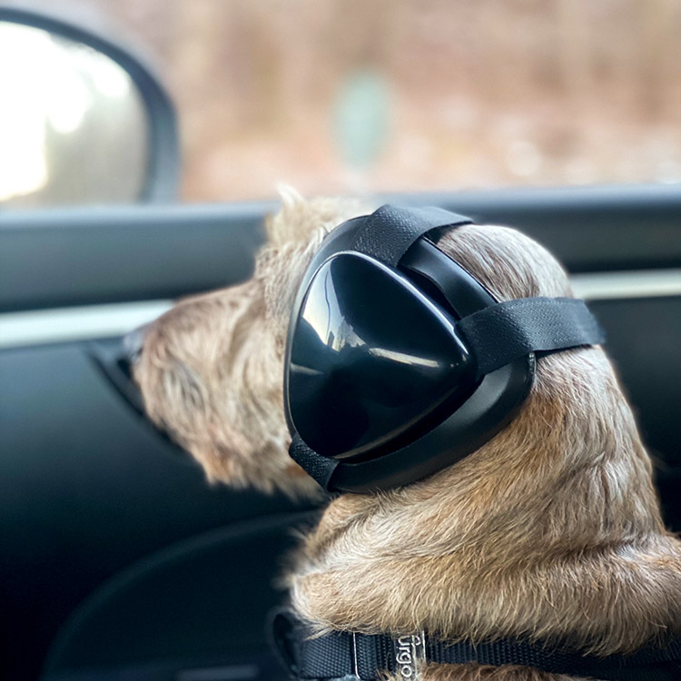 Ear protection for dogs