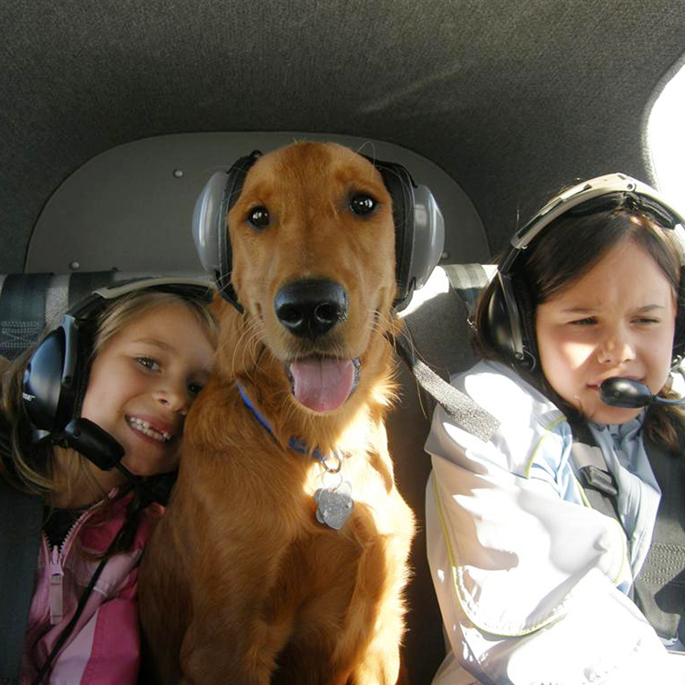 Ear protection for dogs