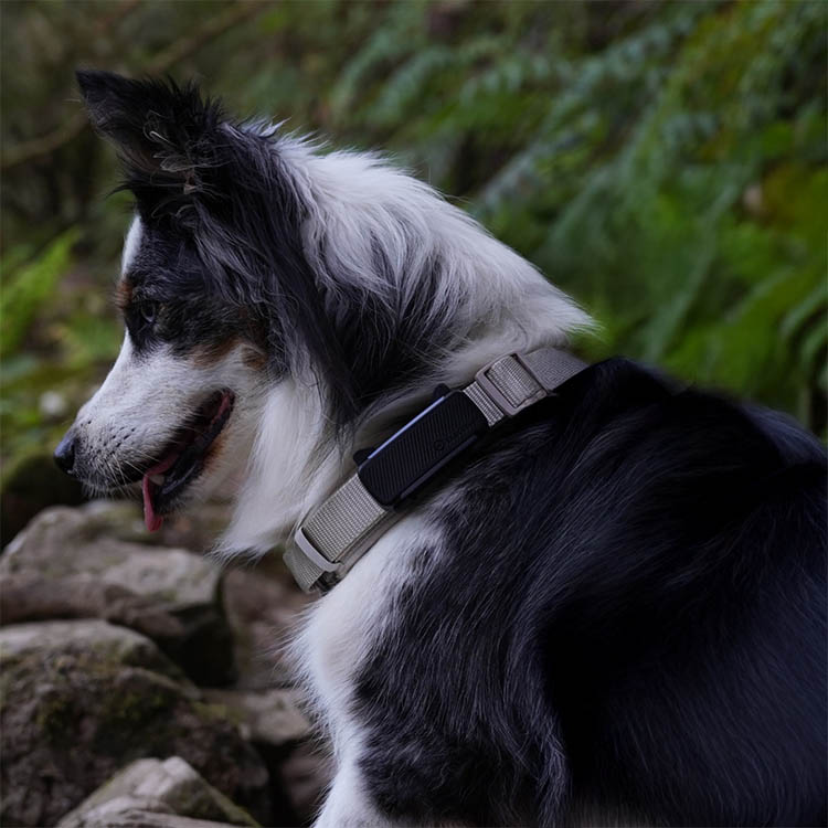 GPS for dogs, Tractive