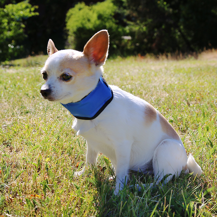 Cooling bandanna for dogs 