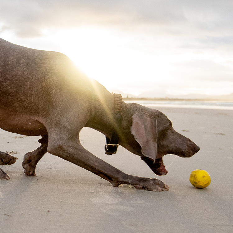 Water Bouncing Ball for Dogs