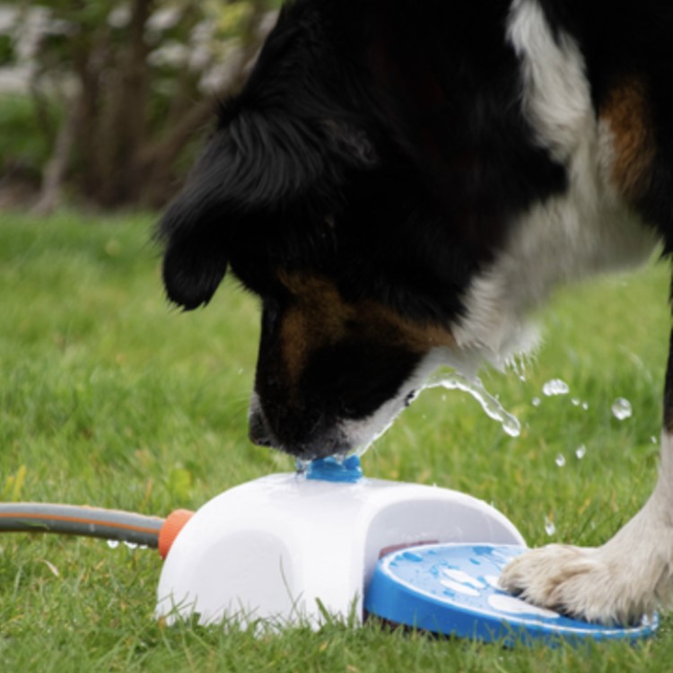 Dog Water Fountain