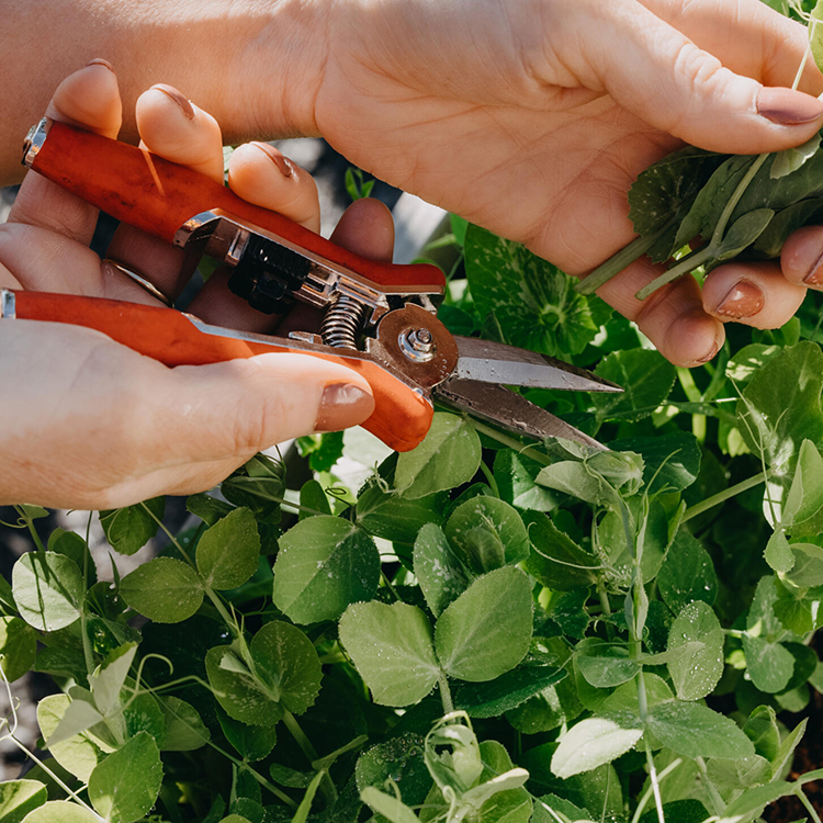 Floral shears