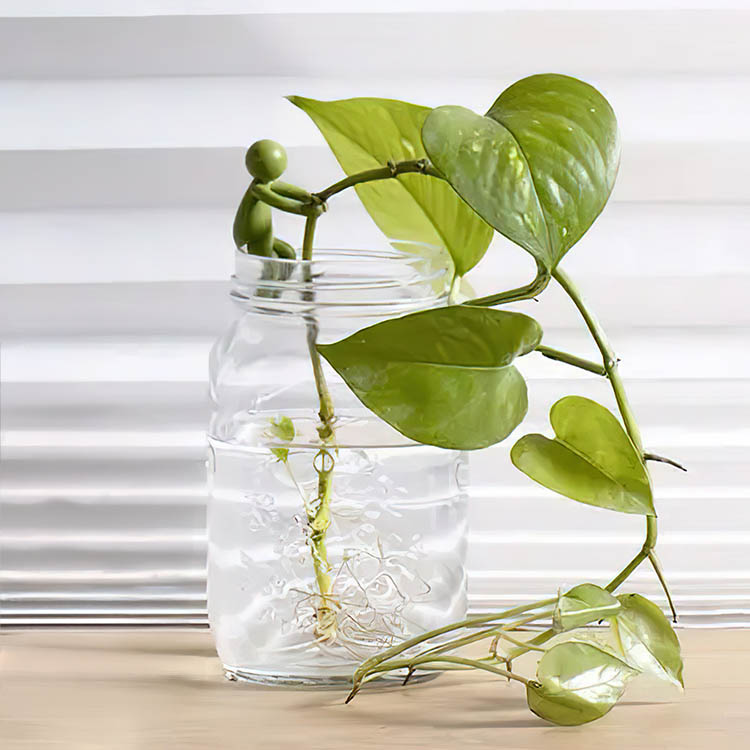 Plant support for cuttings 3-pack