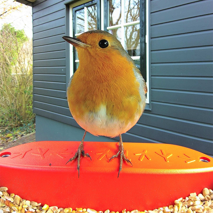 Bird feeder with camera, Birdbuddy