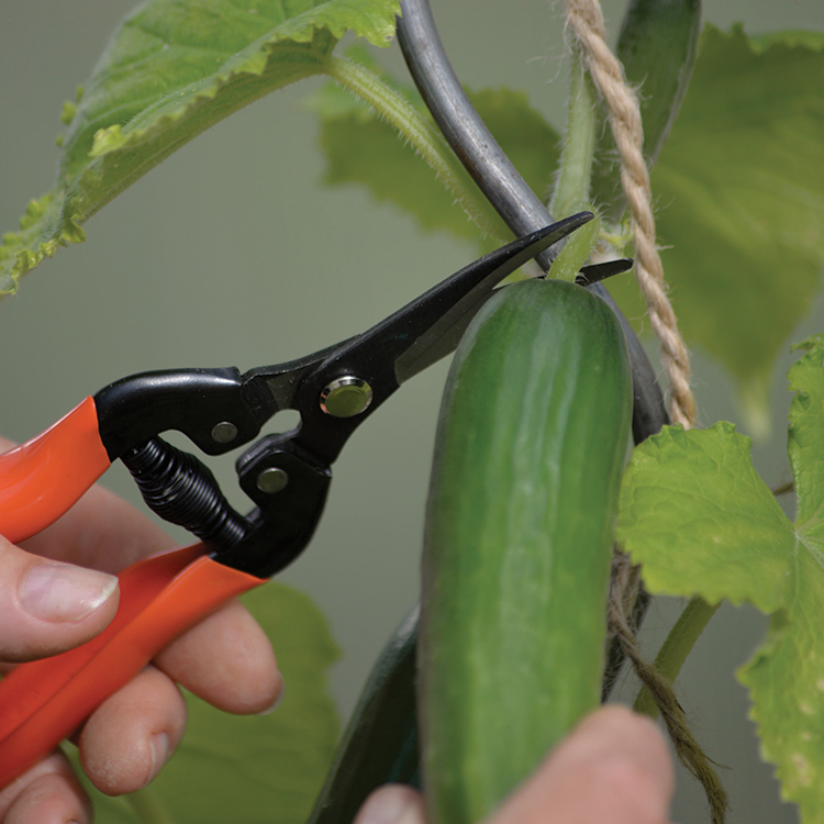 Harvesting shears