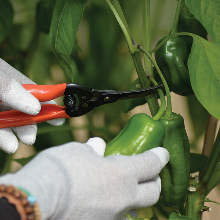 Harvesting shears