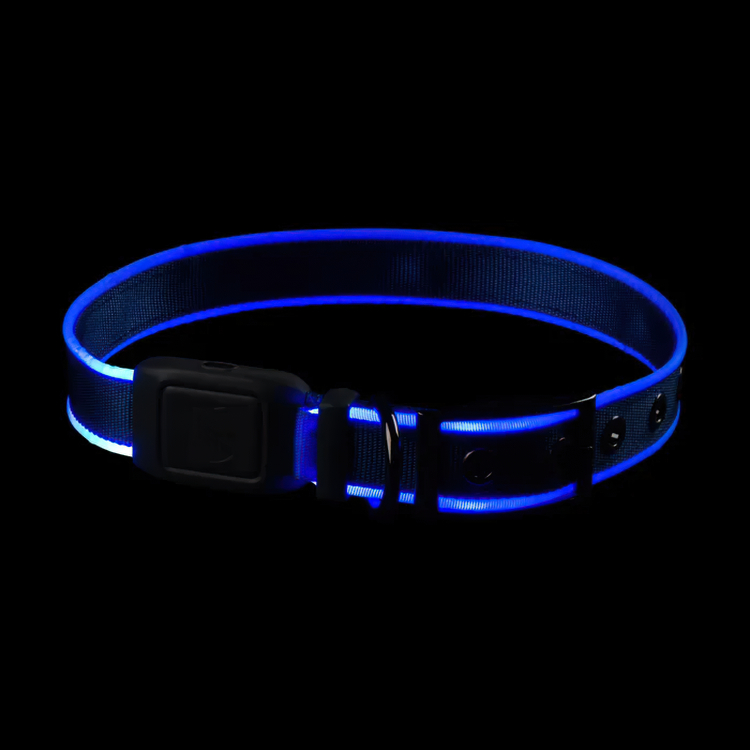 Light-up dog collar