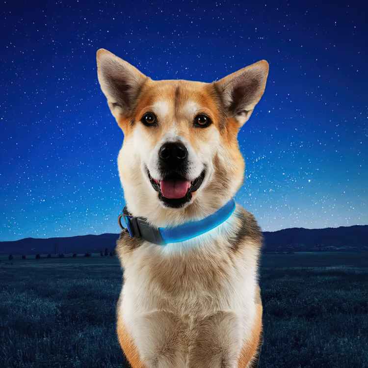 Light-up dog collar