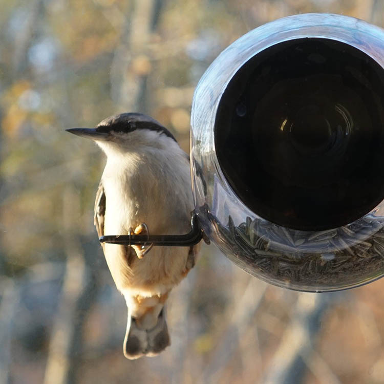 Round window bird feeder
