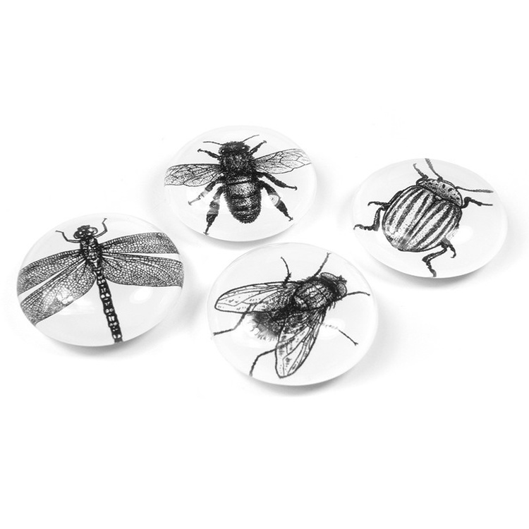Magnets Set of 4, BUG, Ø 3,5 cm, Black / White
