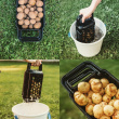 Potato scrubber Potturi
