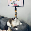 Durable cat toy